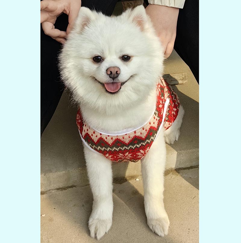 日照市东港区1000寻找白色博美犬