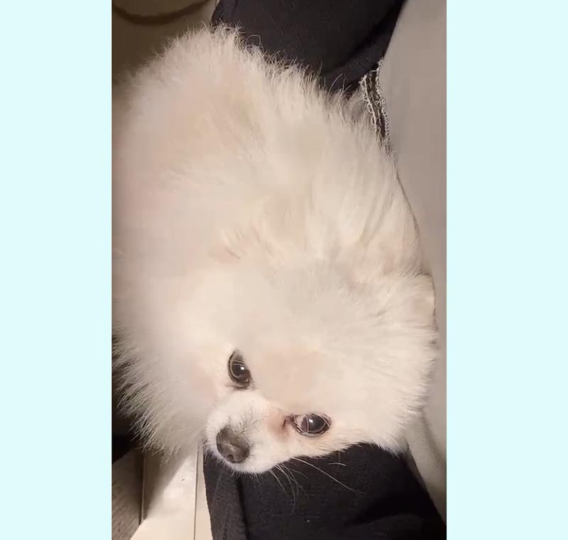 扬州邗江区失踪白色博美犬寻狗启事