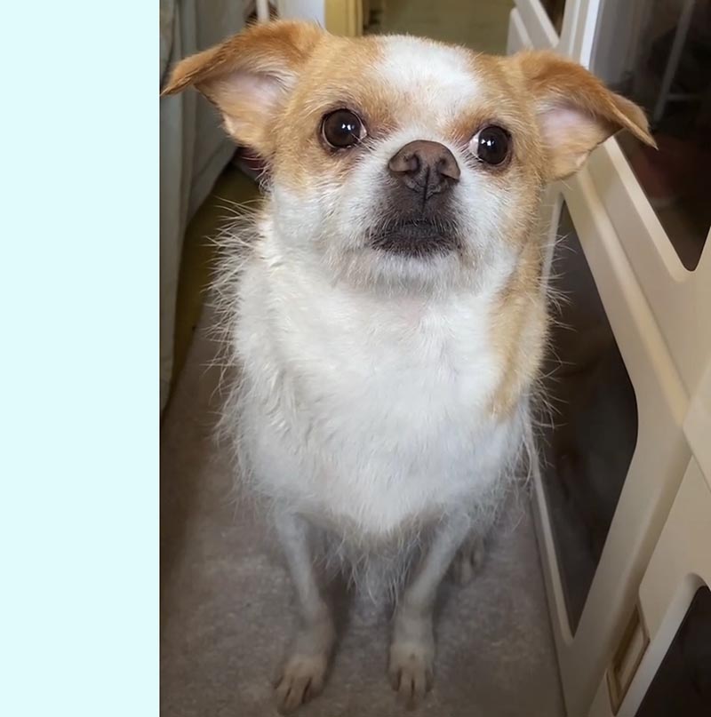 昆明市五华区有偿寻找田园犬 豆豆 寻狗启事