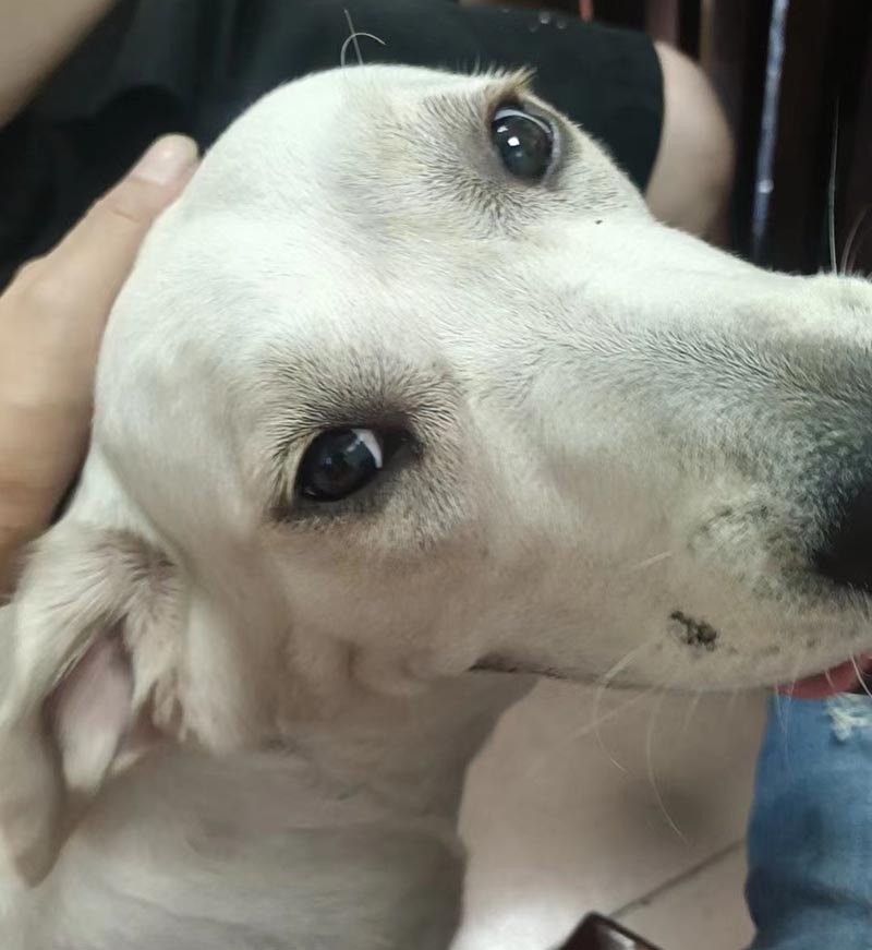 东莞寻找拉布拉多犬笨笨