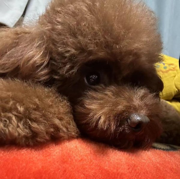 平顶山市新华区寻找泰迪犬 嘟嘟走失 2024：04：01