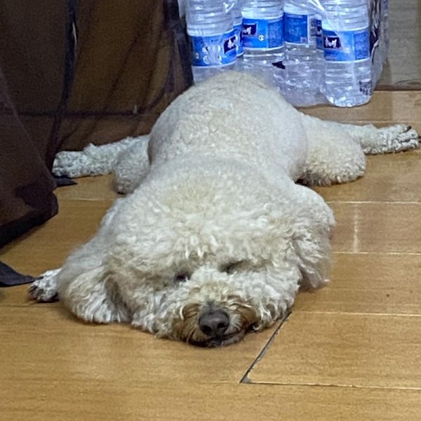 杭州市拱墅区1000寻找贵宾犬：汉堡：寻狗启事