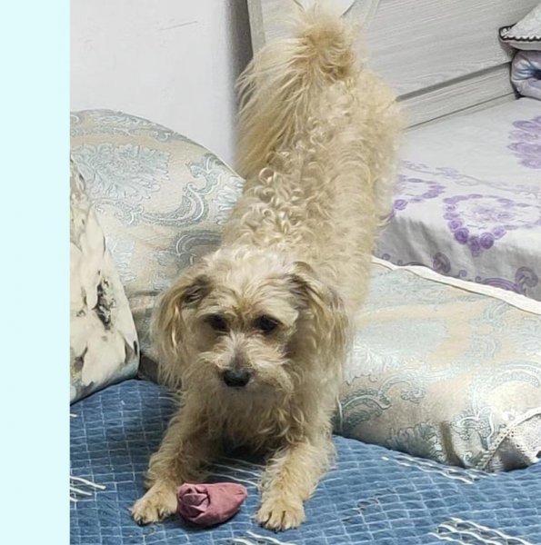 长春市九台区有偿寻找泰迪犬二胖