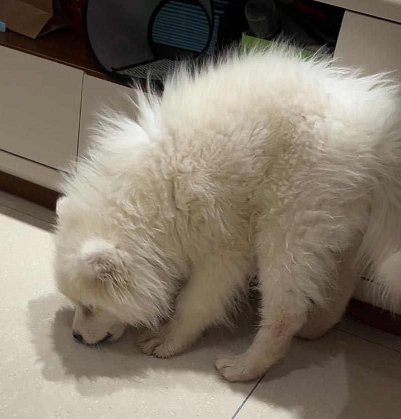 昆明市官渡区寻找萨摩耶犬雪糕