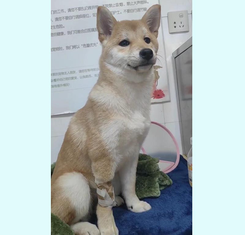 沈阳市和平区多米寻犬启事