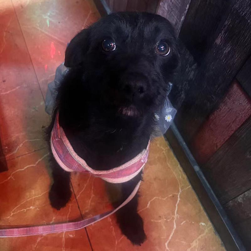西安市莲湖区寻找黑色田园犬小牛仔