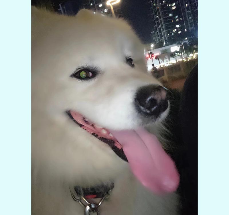 深圳市龙岗区寻找萨摩耶犬大白