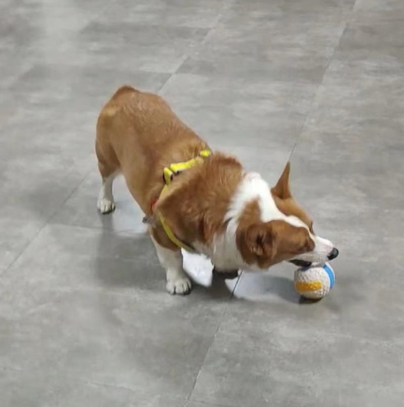大竹县达州市寻找柯基犬柯柯宠物走失启事