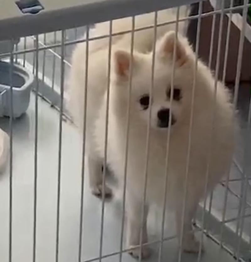 锦州市古塔区5000寻找博美犬