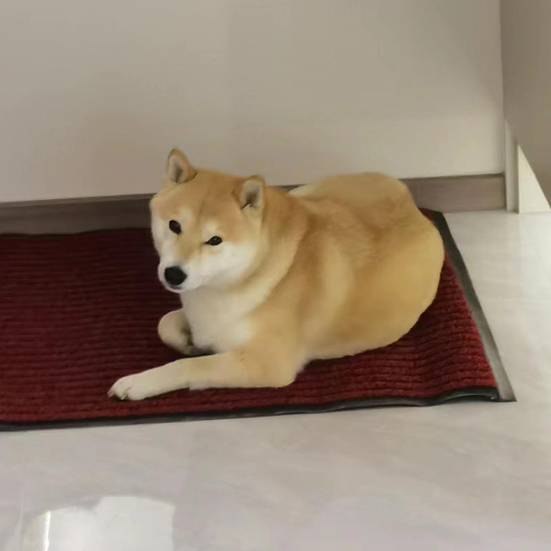 咸阳市泾阳县失踪柴犬元宝 丢失信息