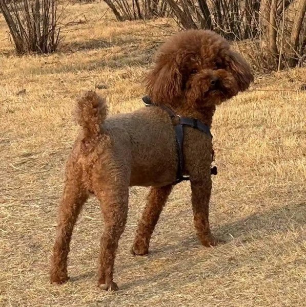 北京房山区500寻找泰迪犬