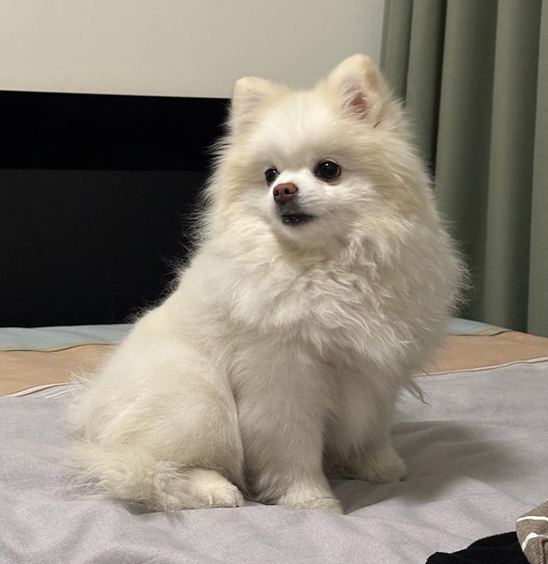 天津寻宠：博美犬糖豆豆走丢，寻找中