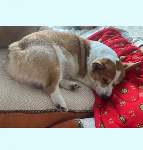 山西运城万荣县寻找柯基犬 点点走失 寻狗启事