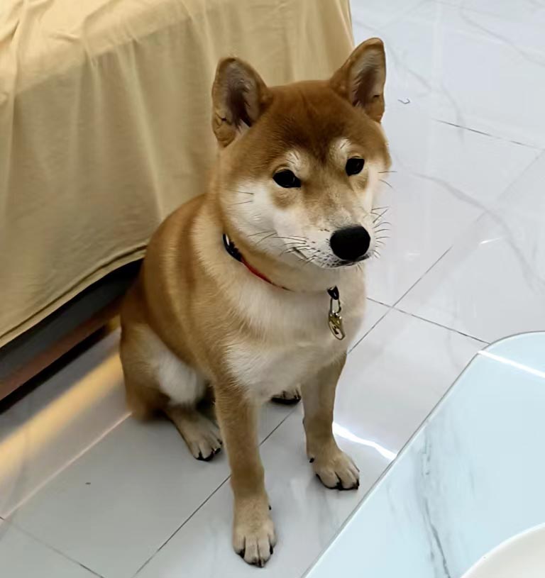 上海市宝山区1000元寻找公柴犬