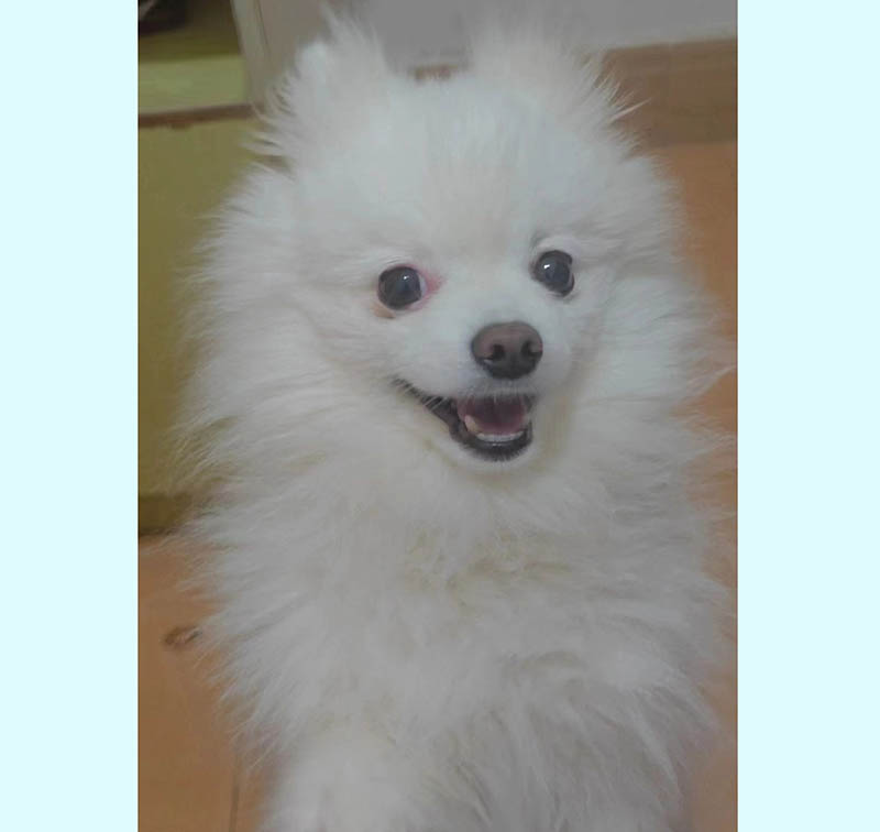 昭通市昭阳区寻找名为三月的博美犬