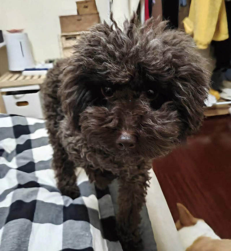 沈阳市皇姑区寻找黑色泰迪宠物十七