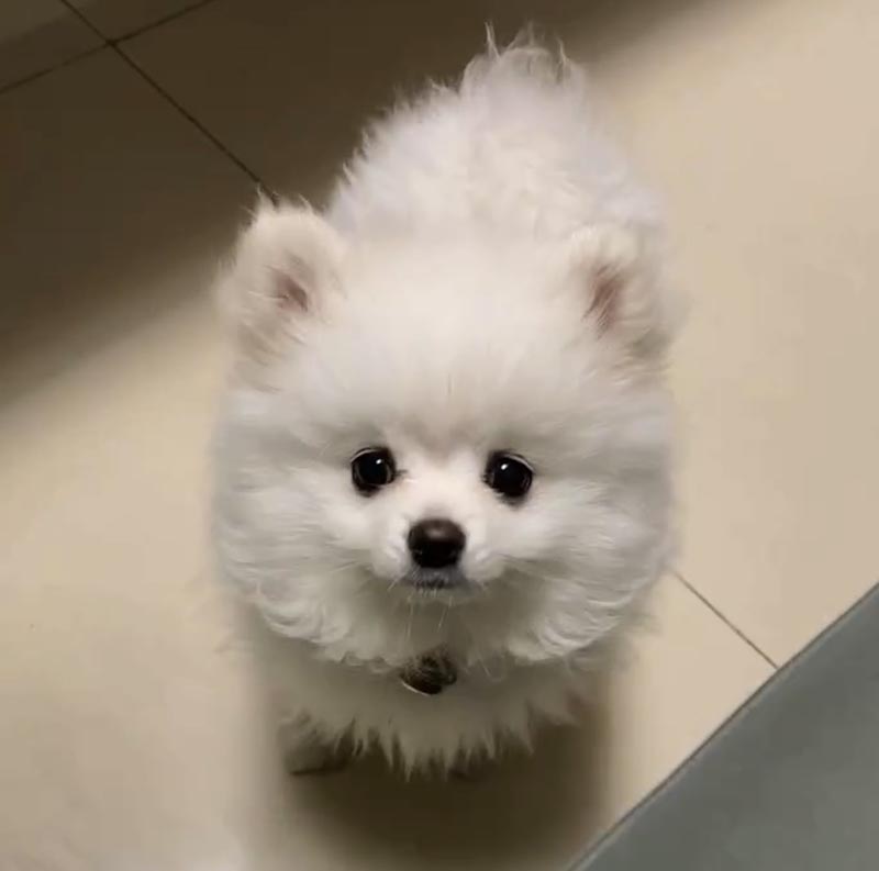 四川成都郫都区寻找鲁卡博美犬寻狗启事