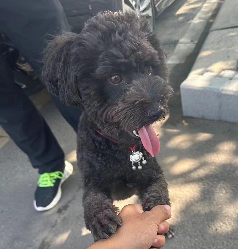 郑州市管城回族区寻找泰迪犬小黑