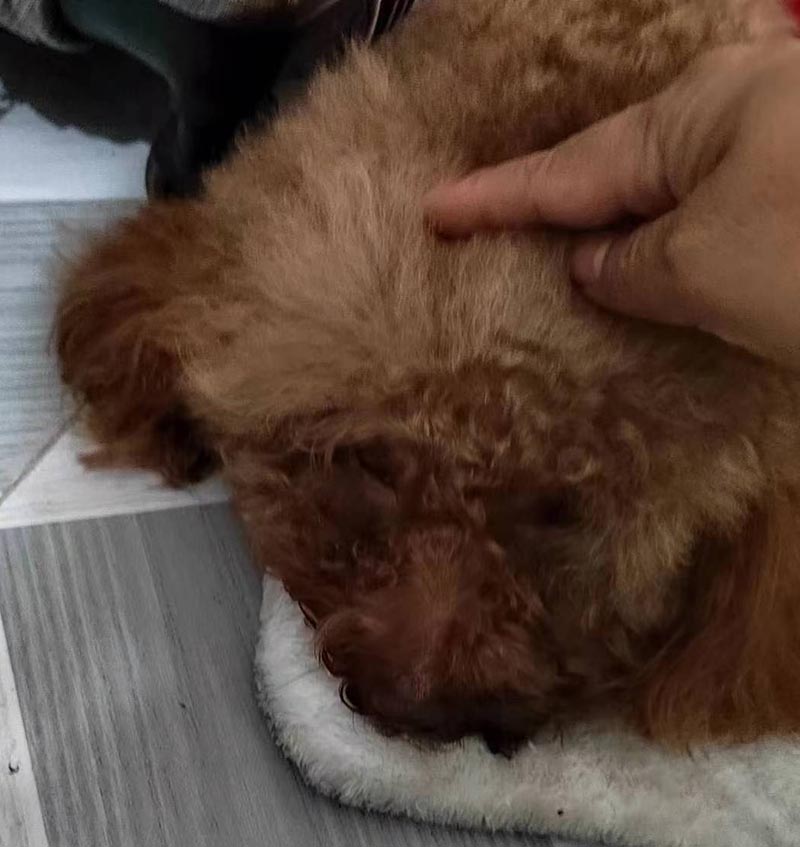 惠州市惠阳区寻找丢失的泰迪犬