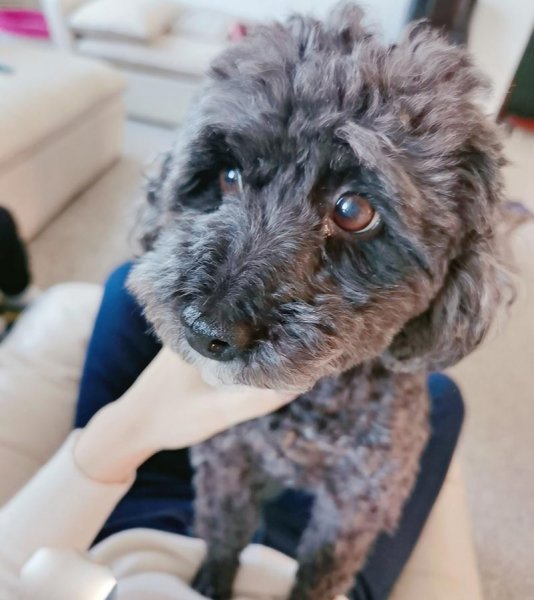 潍坊寻找泰迪犬宝宝走失启事