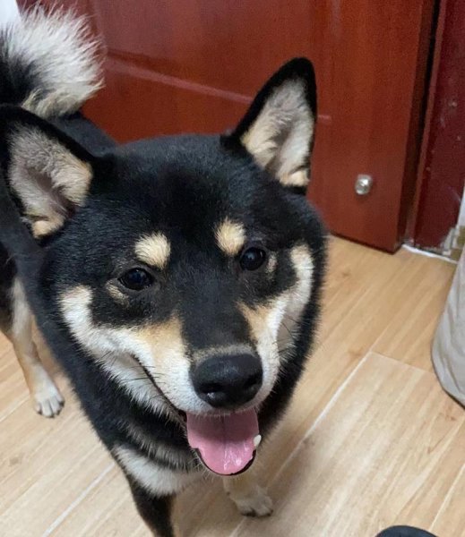 七夕柴犬丢失寻找启事