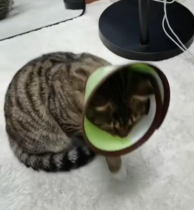 重庆市璧山区寻找豹子，狸花猫丢失启事