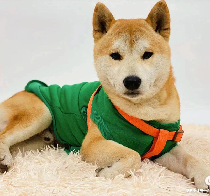 广州市番禺区寻找柴犬憨憨