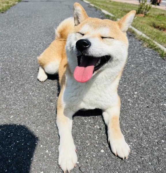 株洲市天元区寻狗启事：柴犬牛美丽走失详情