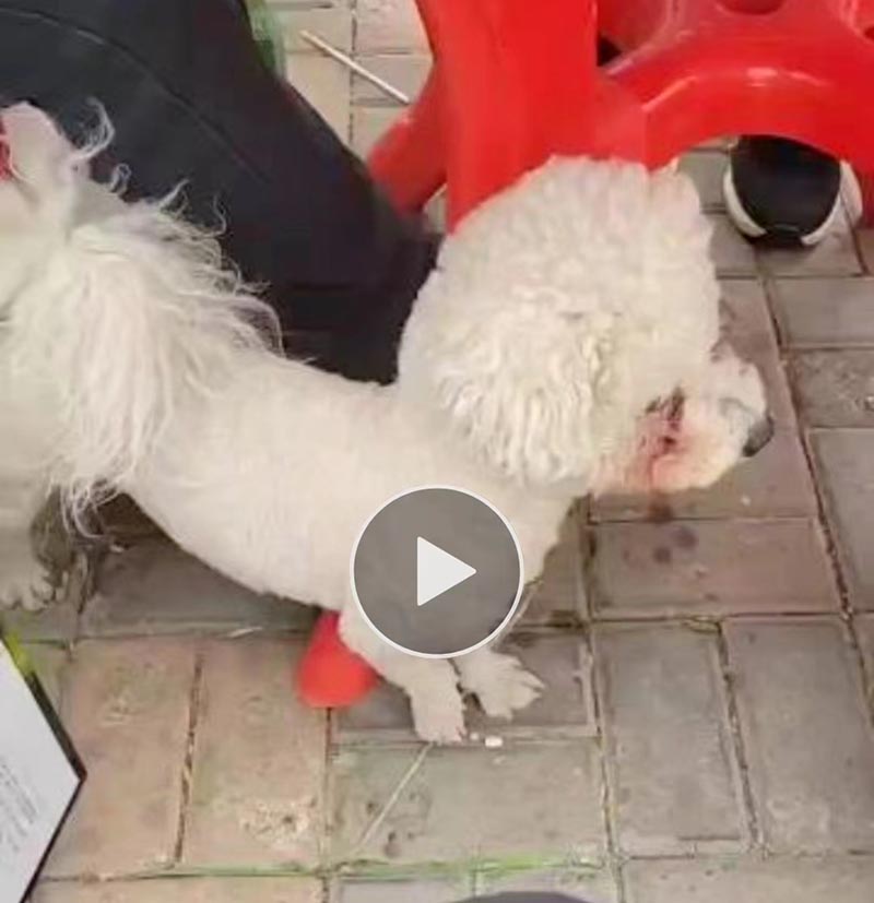 天津静海区比熊犬毛豆走失启事
