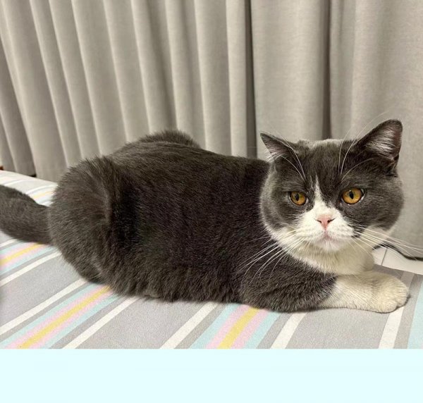河津市寻找英短猫奈廓的寻猫启事