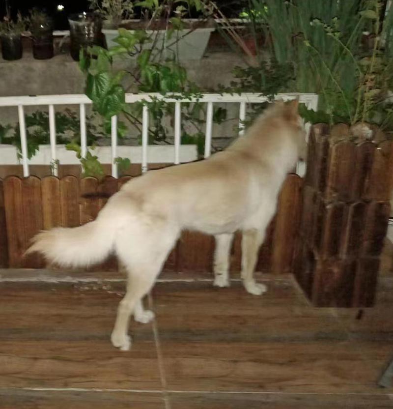 深圳普宁流沙失犬寻回启事|土松犬米修走失
