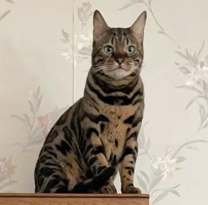 北京市朝阳区寻找豹猫豹豹：寻狗启事