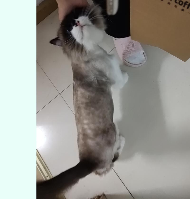 重庆市渝中区寻找布偶猫哒哒