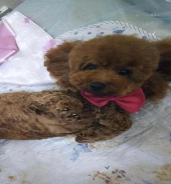 徐州市铜山区寻找泰迪犬小黑和小乐