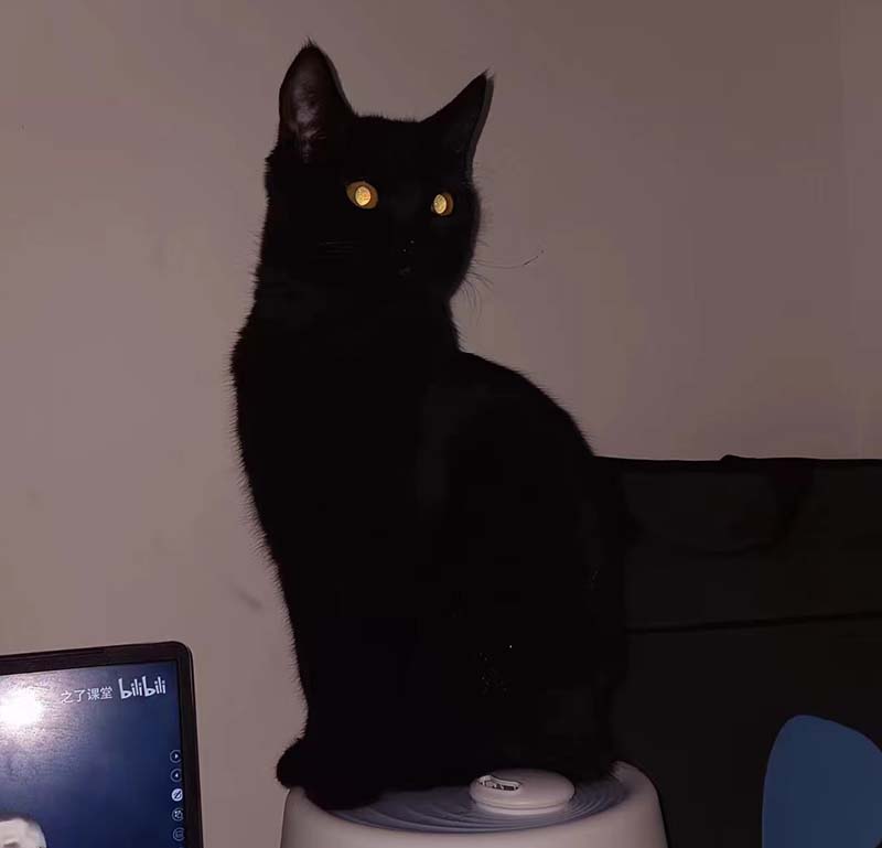乌鲁木齐沙依巴克区寻找珍珠狸花猫