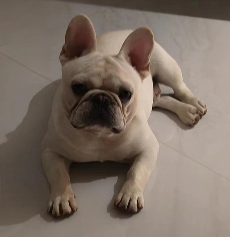天津市蓟州区有偿寻找法斗犬：金宝失踪启事