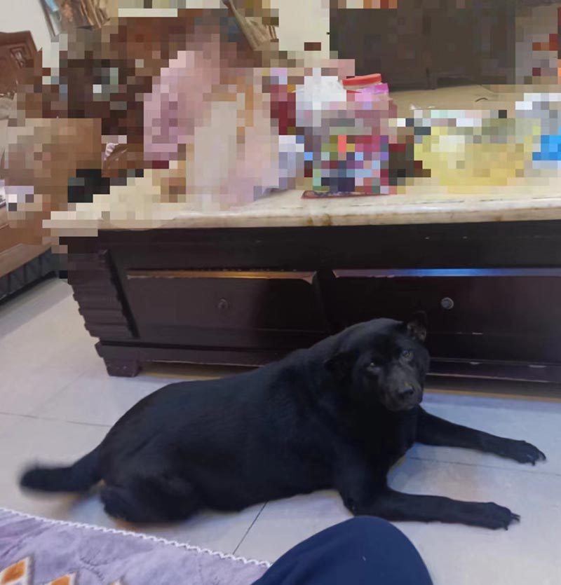 潍坊山东田园犬小贝走失寻狗启事