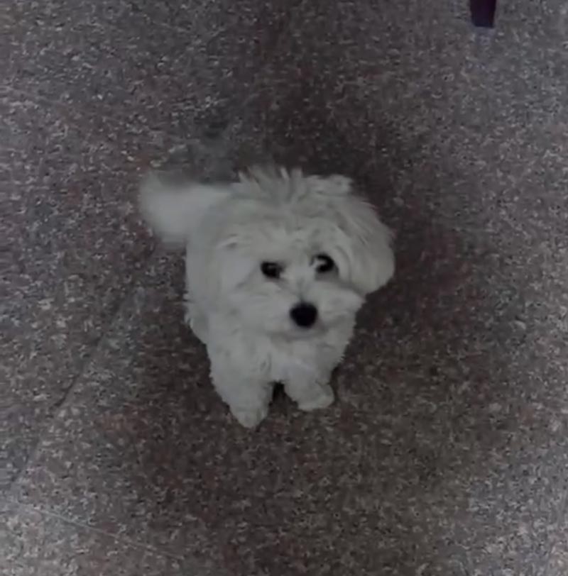 万元寻犬：豆豆~比熊犬 母