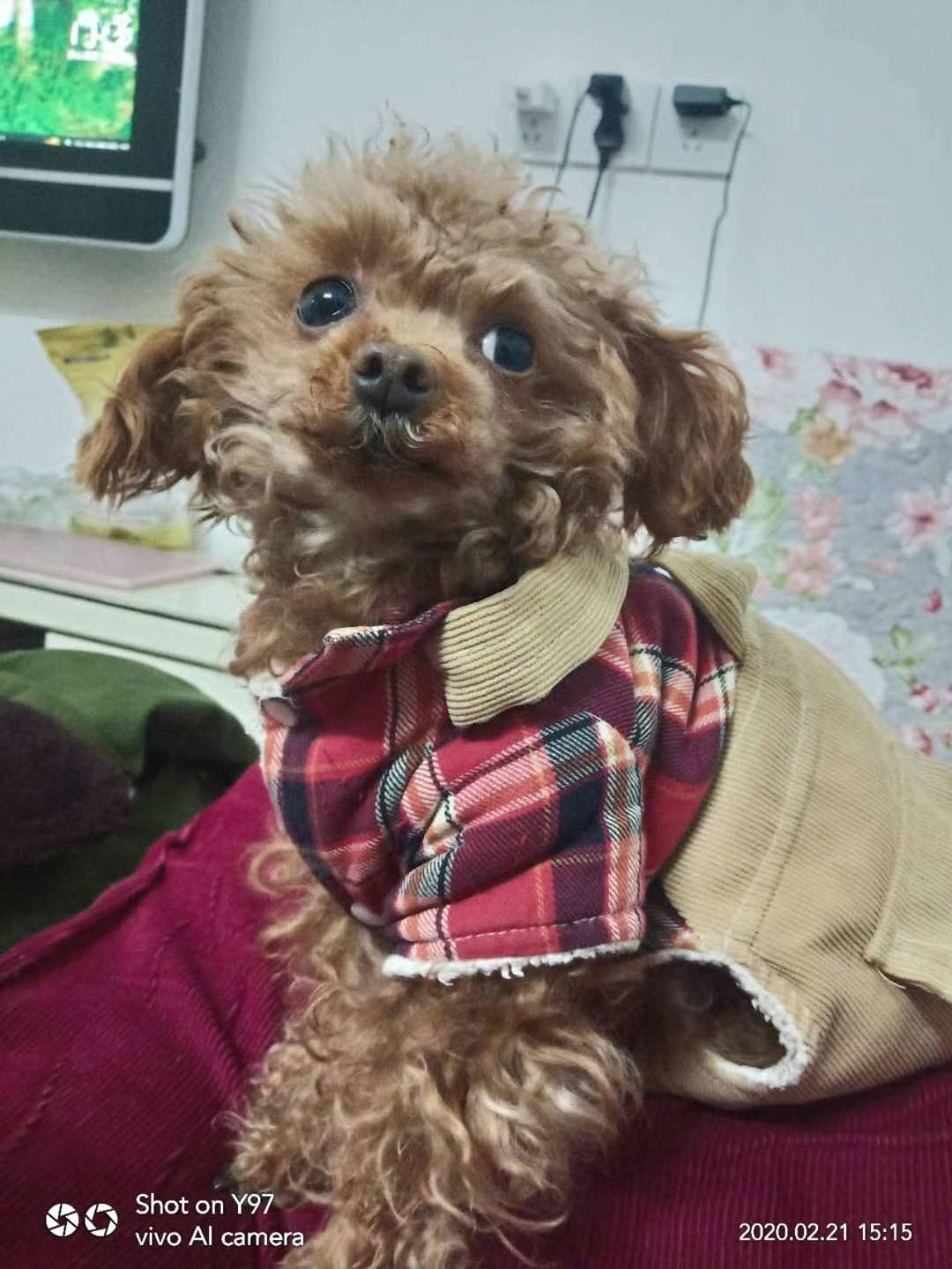 安庆市望江县寻找贵宾犬