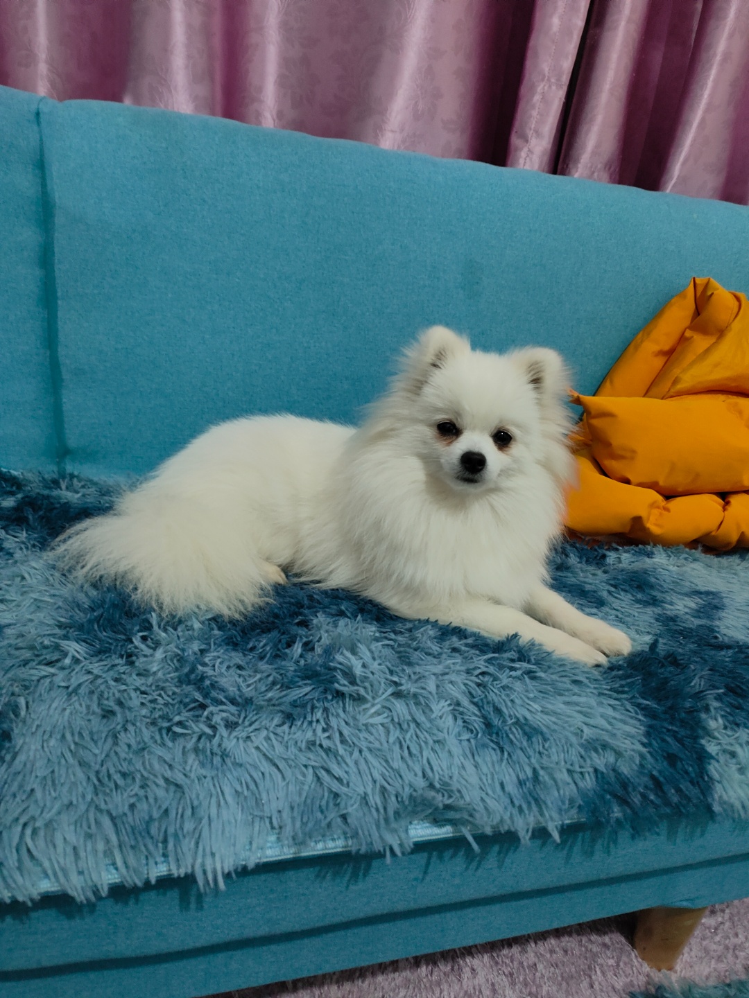 赣州市赣县区寻找博美犬