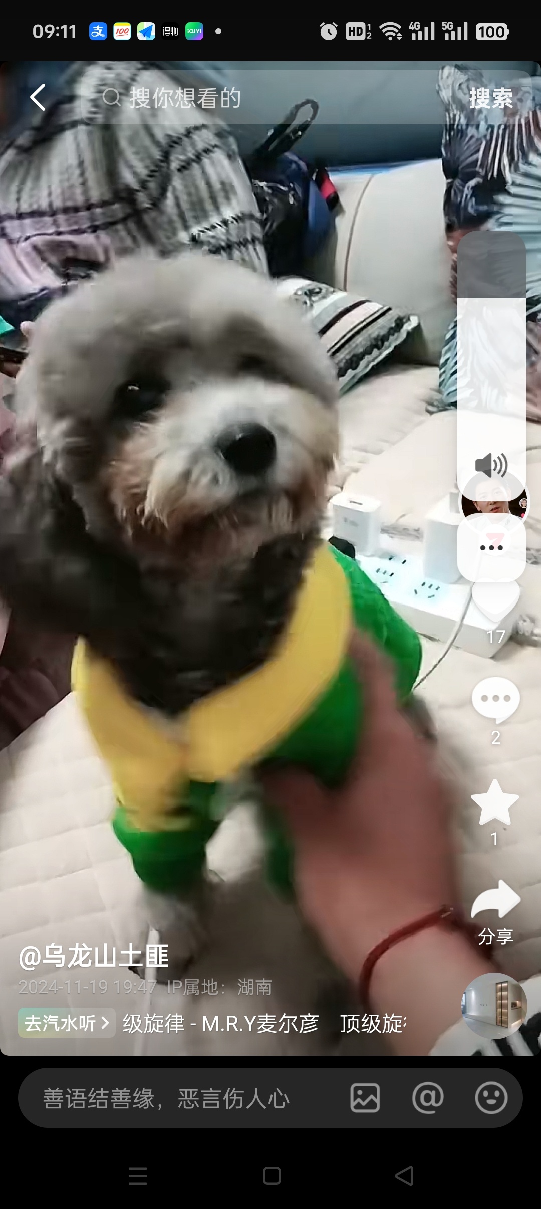 湘西土家族苗族自治州龙山县彭寻找茶杯犬狗