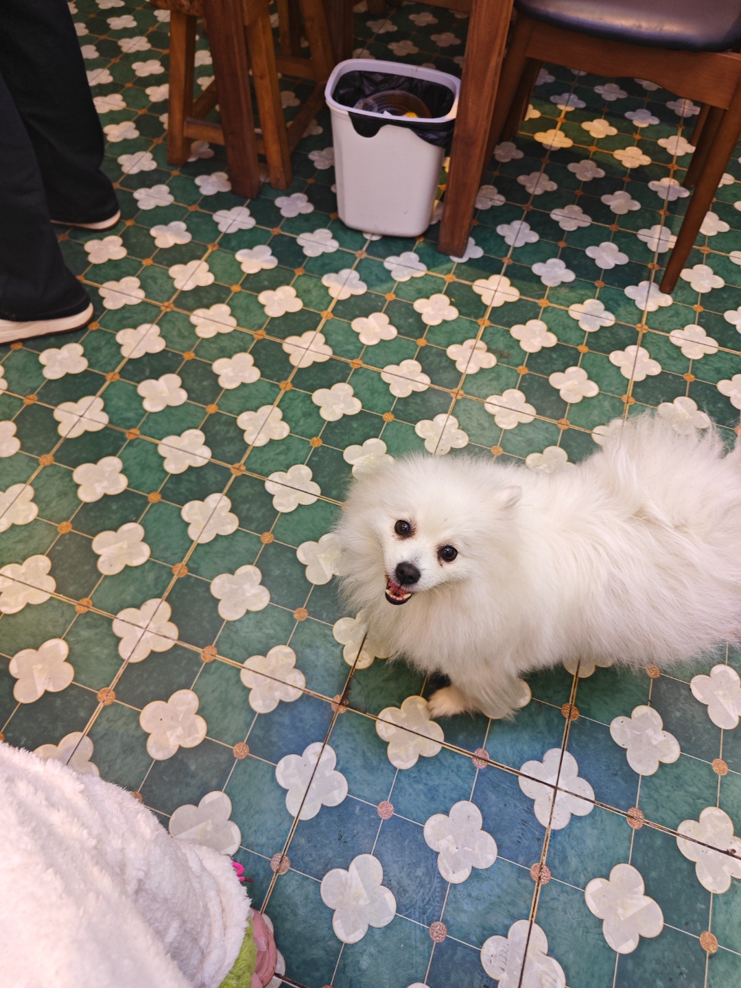 长沙市岳麓区张女士寻找博美犬狗
