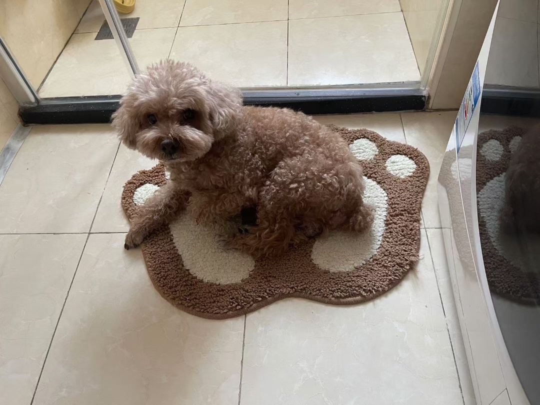 天津市河东区马小姐寻找贵宾犬狗
