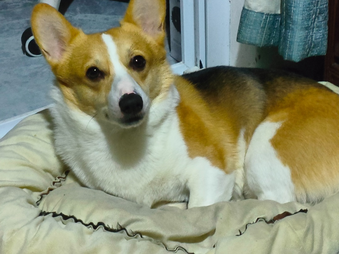 南通市启东市高女士寻找柯基犬狗