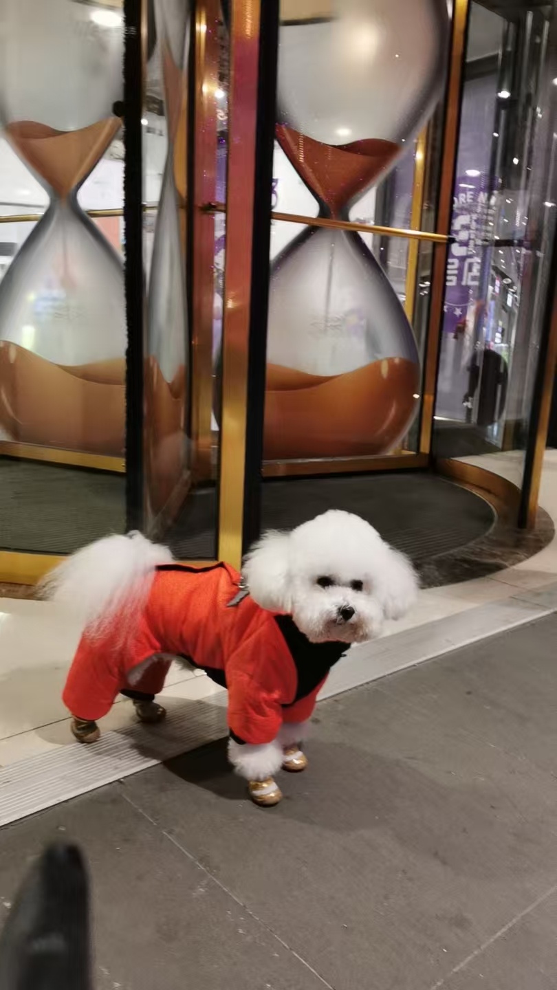 长春市朝阳区张女士寻找比熊犬狗