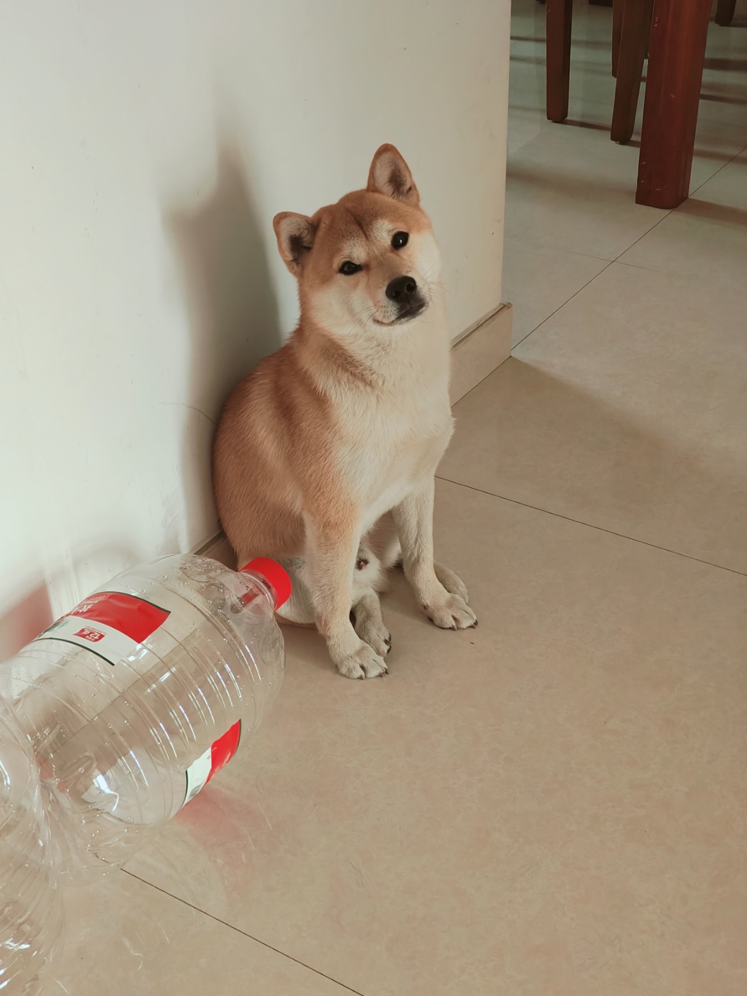 嘉兴市平湖市李先生寻找柴犬狗