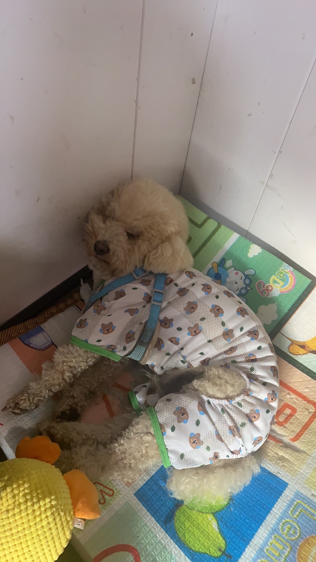 温州市瓯海区李欢寻找比熊犬狗