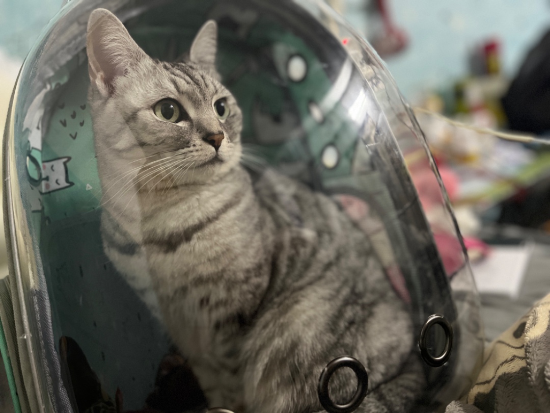 玉林市陆川县陈婷婷寻找美国短毛猫猫