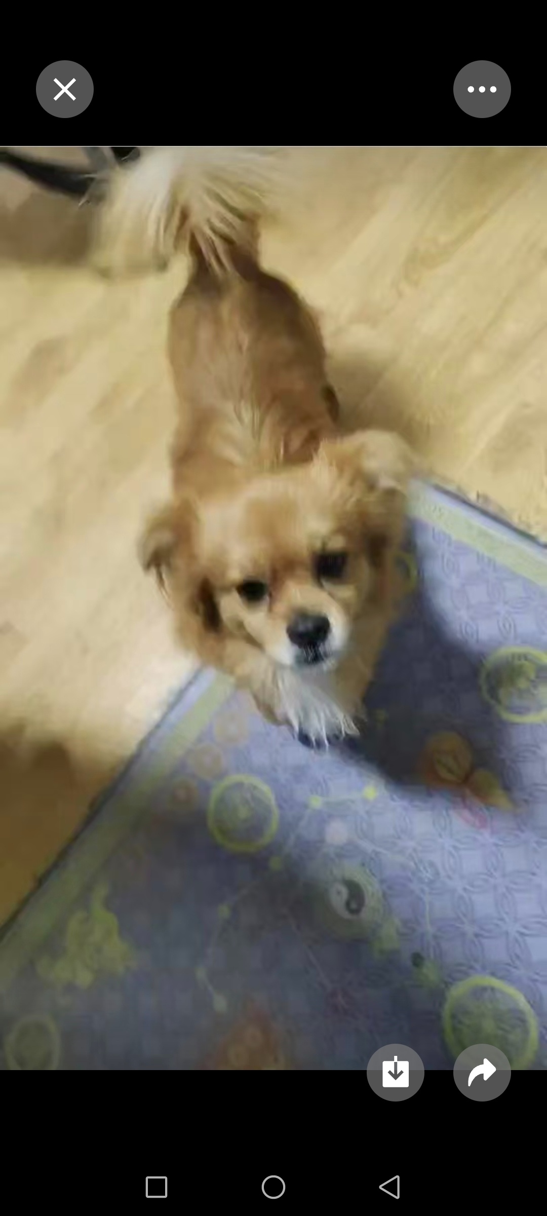 安阳市文峰区宋妙承寻找博美犬狗