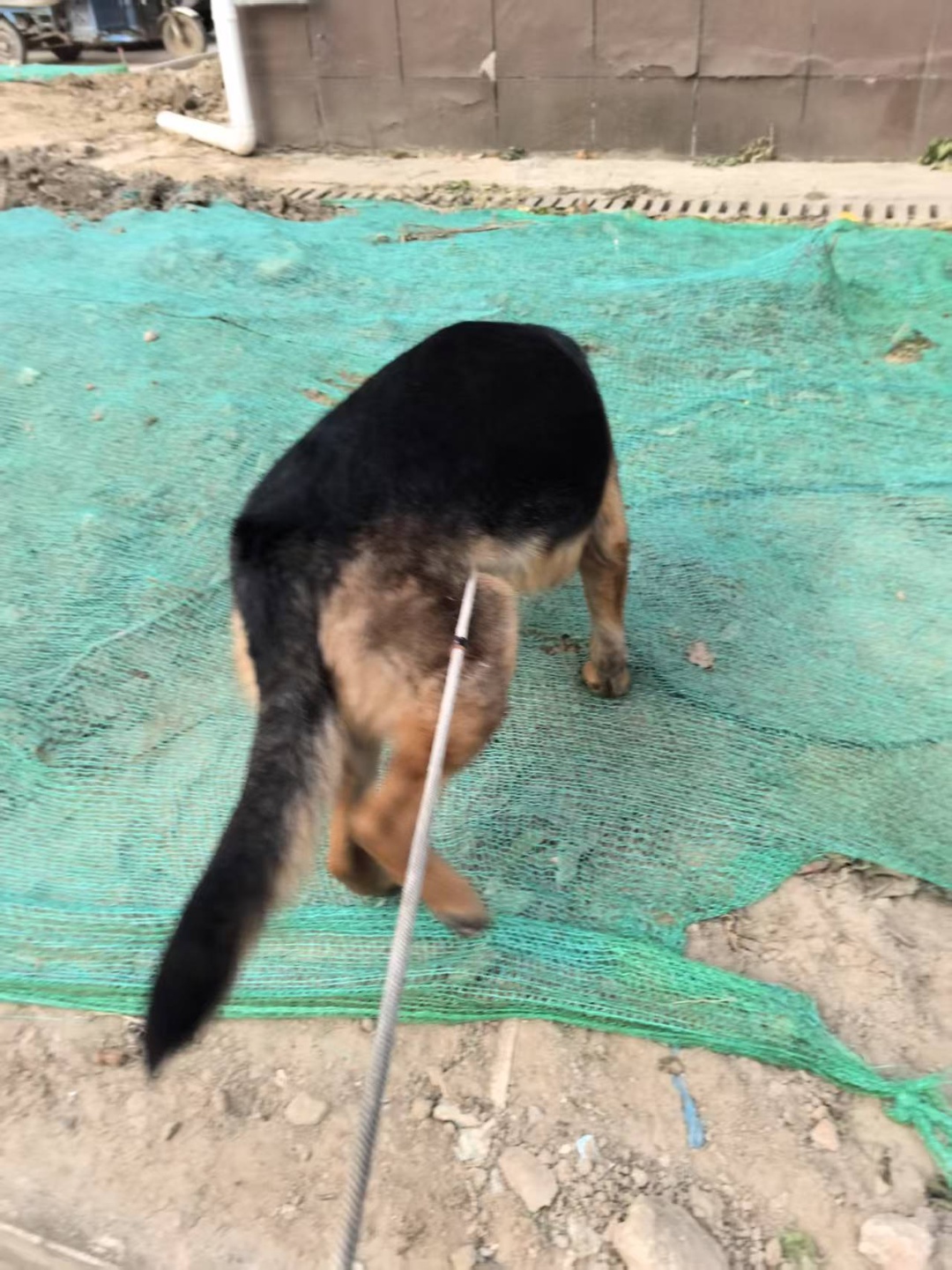 淮安市清江浦区傲天寻找德国牧羊犬狗